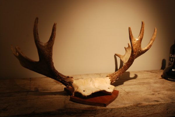 Pair of antlers of Scandinavian moose.