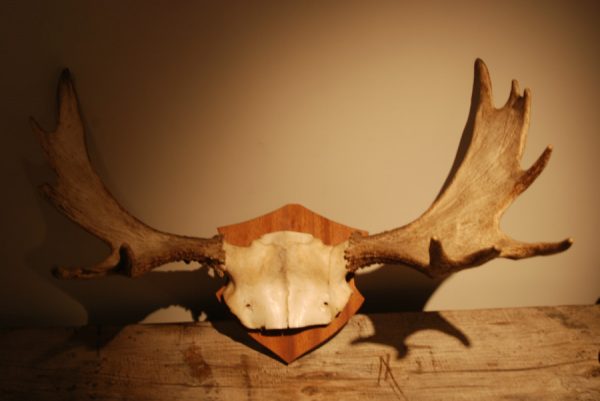 Pair of antlers of Scandinavian moose.