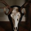 Hugh antlers of a red stag. Skull of a red stag.