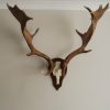 Antlers of a fallow deer mounted on an aluminum skull.