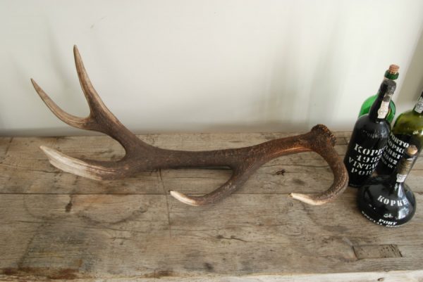 Antlers of a red stag.