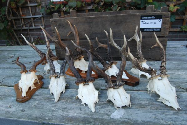 9 strong + abnorm roe bock antlers.