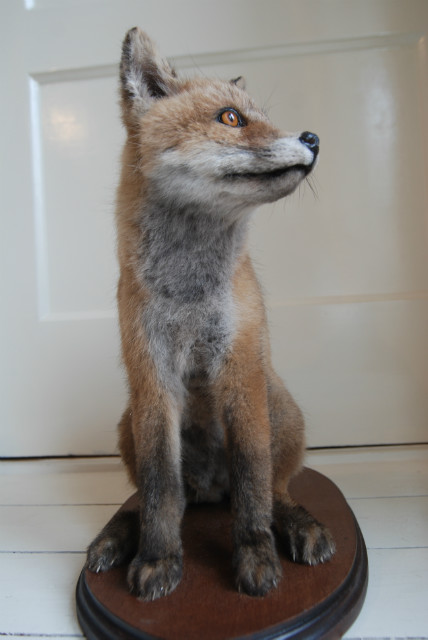 Nice stuffed young fox. Realistic taxidermy.