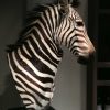 Imposante opgezette kop van een zebra op een zwarte sokkel.
