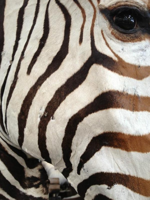Imposante opgezette kop van een zebra op een zwarte sokkel.