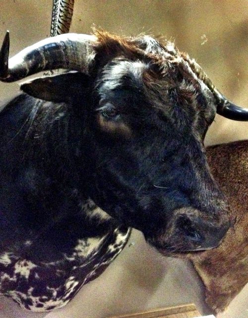 Impressive shoulder-mount of a black Spanish fighting bull.