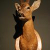 Trophy head of a gold medal roebock. Nice taxidermy.