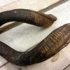Nice, big pair of kudu horns.