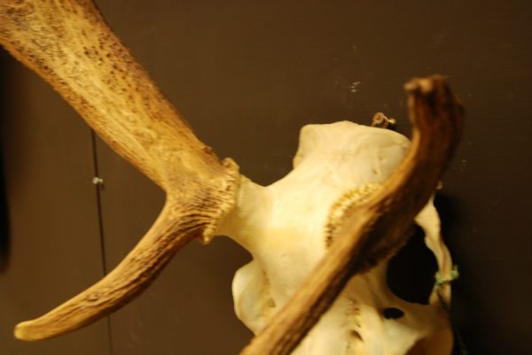 Skull / pair of antlers of a very old red stag,