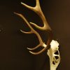 Nice skull with huge antlers. Fallow deer.