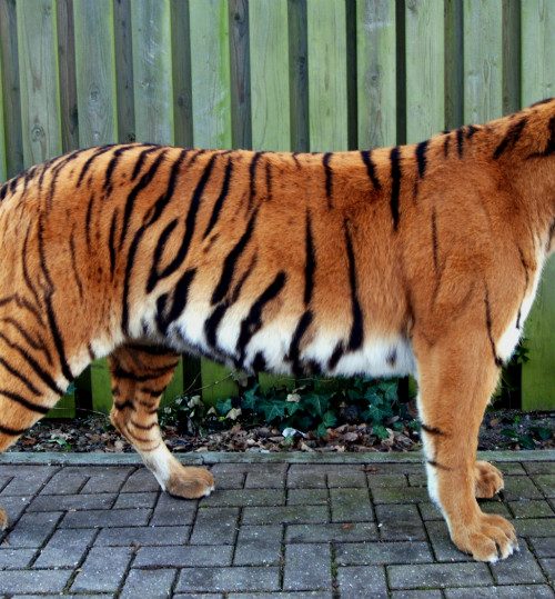 Ausgestopfter Tiger