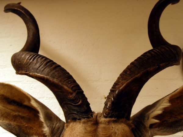 Big stuffed head of a African kudu.