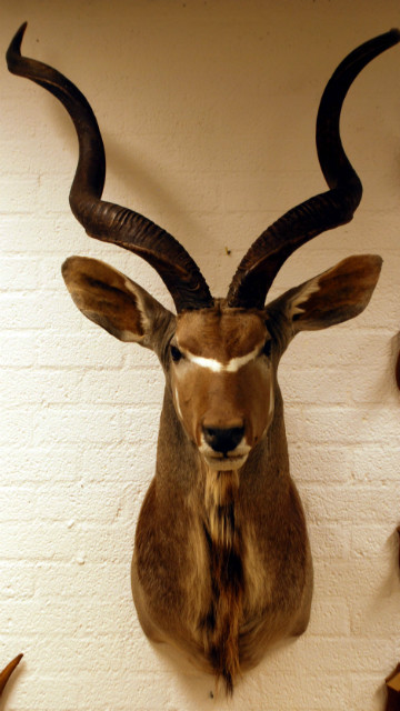 Big stuffed head of a African kudu.