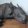 Replica of a rhino calf