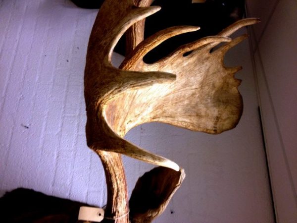 Hughe trophy head of an Alaskan moose. Moosehead.