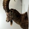 New trophy head of a ibex.