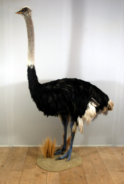 Enormous big fullmount of an ostrich.