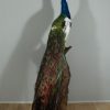 Stuffed peacock mounted on a pedestal. Fresh taxidermy.