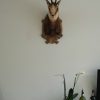 Vintage trophy head of a Chamois.