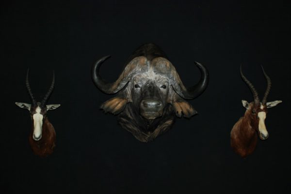 Enormous trophy head of a Cape Buffalo. Buffalo head.