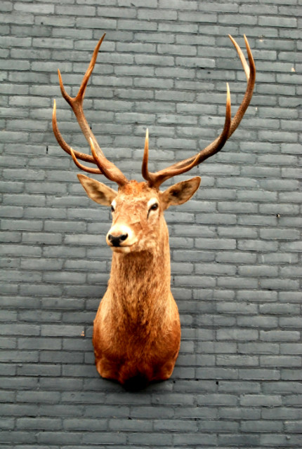Enormous trophy head of a red stag. Taxidermy.