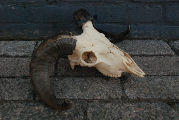 2 skulls of a small ouassant ram.