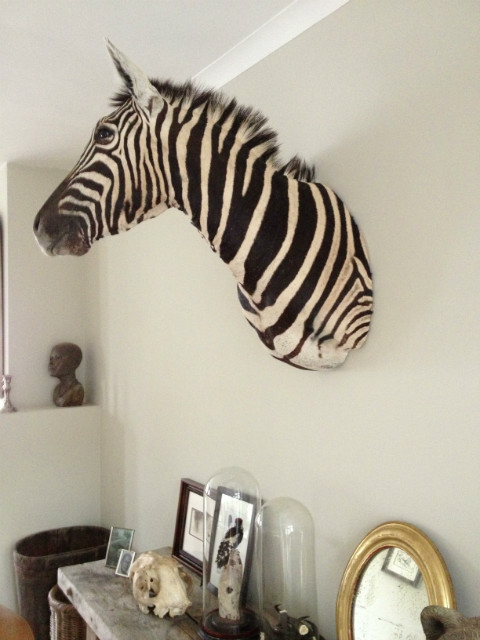 Trophy head of a zebra.