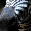 Nice mounted head of a zebra. Zebra head, taxidermy.