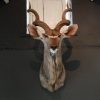 Nice trophy head of a big kudu bull.