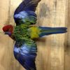 Fresh mounted pennant parakeet