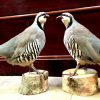 Mounted Chukar partridges.