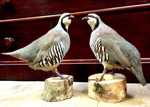 Mounted Chukar partridges.