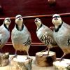 Mounted Chukar partridges.