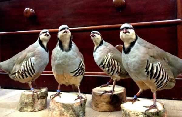 Mounted Chukar partridges.