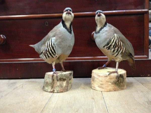 Mounted Chukar partridges.