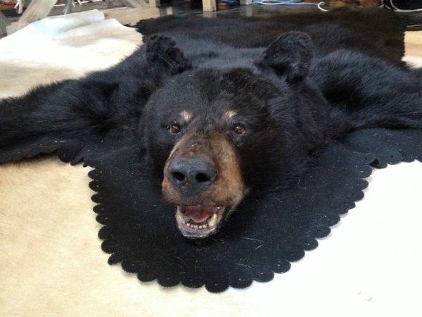 Big rug mount of a black bear.