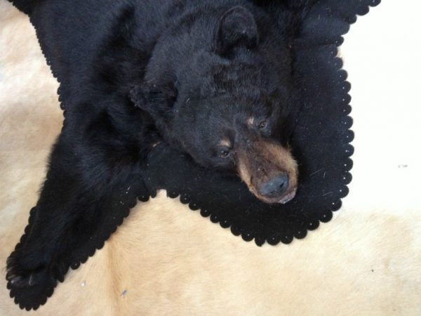 Big rug mount of a black bear.