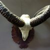 Skull of a big mouflon ram.