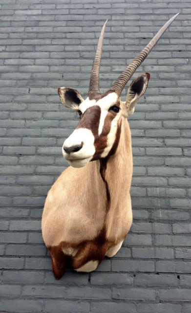 Shoulder mount of an oryx.