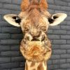 New stuffed head of a giraffe.