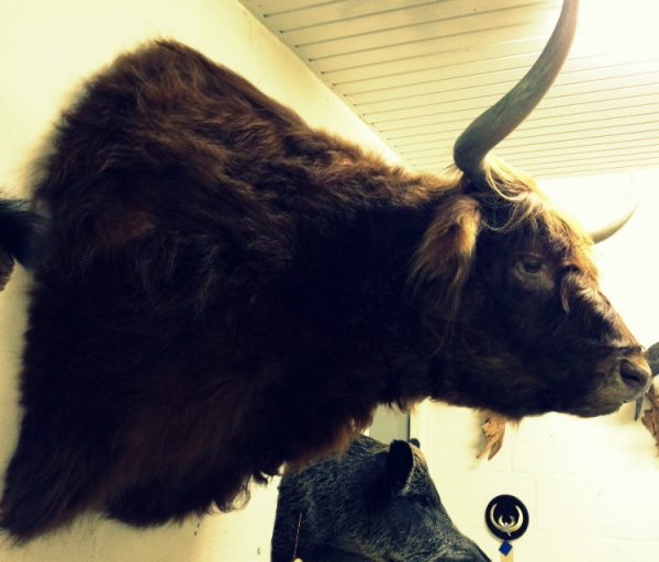 Very big and beautiful mounted head of a Scottish highland bull.