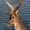 Shoulder mount of a big fallow deer.