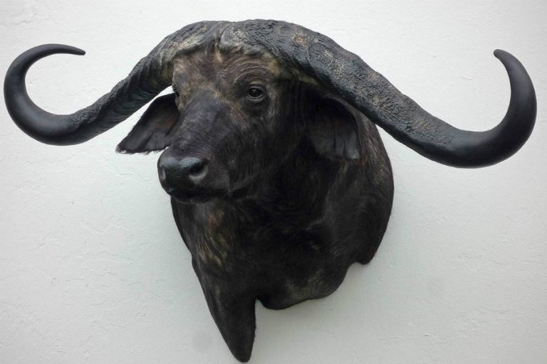 Trophy head of the world record Cape Buffalo. - BEAST Interiors