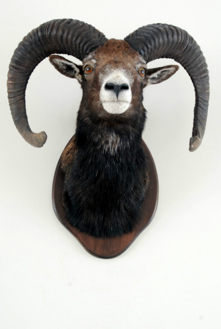 Hunting trophy of a dark mouflon.