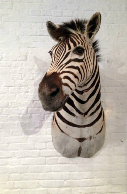 Stuffed zebra head.