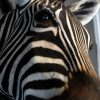 Imposante kop van een zebra.