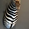 Impressive stuffed head of a zebra.