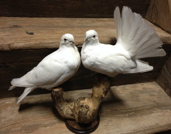 Taxidermy couple of pigeons.