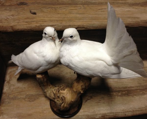 Taxidermy couple of pigeons.