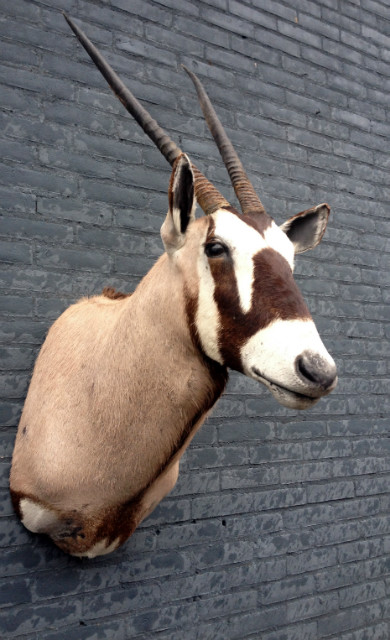 Beautiful stuffed head of an oryx